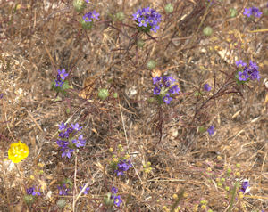 2009-06-15_26 Navarretia viscidula cropped TN.jpg - 50690 Bytes